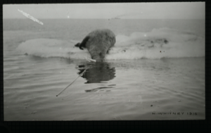 Image of Dead walrus with line, on ice pan